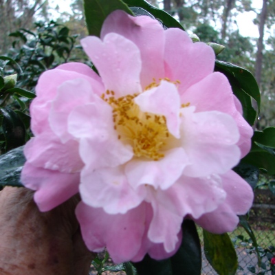 Sally B. Hatcher